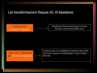 Les transformacions físiques III. El bipedisme



    Canvis en la                   Prendrà una forma sinuosa que la fa més
 columna vertebral.                   flexible, como de una doble curva




                         A mesura que es va adoptant una postura més erecta,
Canvi en l’ orientació   el foramen magnum va desplaçant-se cap a la base
del foramen magnum       del crani.
 