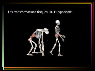 Les transformacions físiques III. El bipedisme
 