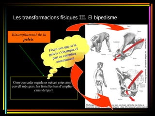 Les transformacions físiques III. El bipedisme


Eixamplament de la
     pelvis
                                           i la
                                 vo s que s el
                           Fixeu- eixampla
                                 s’
                           pelvis s complica
                             part e ement
                                enorm




 Com que cada vegada es neixen cries amb el
cervell més gran, les femelles han d’ampliar el
                canal del part.
 