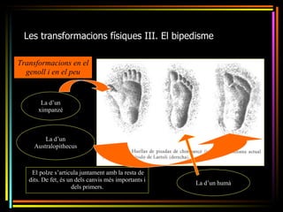 Les transformacions físiques III. El bipedisme

Transformacions en el
  genoll i en el peu


       La d’un
      ximpanzé



         La d’un
     Australopithecus



    El polze s’articula juntament amb la resta de
   dits. De fet, és un dels canvis més importants i
                                                      La d’un humà
                     dels primers.
 