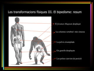 Les transformacions físiques III. El bipedisme: resum


                                 El foramen Magnum desplaçat


                                  La columna vertebral més sinuosa



                                  La pelvis eixamplada



                                  Els genolls desplaçats


                                  Los polzes canvien de posició
 