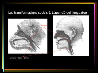 Les transformacions socials I. L’aparició del llenguatge


                          Faringe




 Cordes vocals i glotis
 