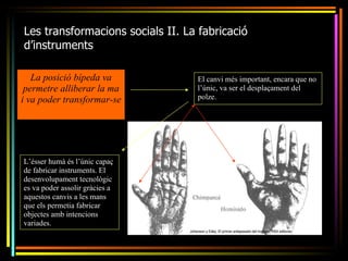 Les transformacions socials II. La fabricació
d’instruments

   La posició bípeda va           El canvi més important, encara que no
 permetre alliberar la ma         l’únic, va ser el desplaçament del
i va poder transformar-se         polze.




L’ésser humà és l’únic capaç
de fabricar instruments. El
desenvolupament tecnològic
es va poder assolir gràcies a
aquestos canvis a les mans
que els permetia fabricar
objectes amb intencions
variades.
 