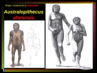 Origen i evolució de la humanitat


Australopithecus
   afarensis
 