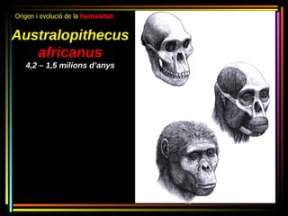 Origen i evolució de la humanitat


Australopithecus
   africanus
   4,2 – 1,5 milions d’anys
 