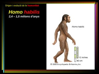 Origen i evolució de la humanitat


   Homo habilis
   2,4 – 1,5 milions d’anys
 