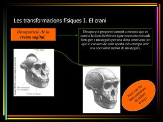 Les transformacions físiques I. El crani
 Desaparició de la            Desapareix progressivament a mesura que es
  cresta sagital.           canvia la dieta herbívora (que necessita músculs
                            forts per a mastegar) per una dieta omnívora (en
                             què el consum de carn aporta més energia amb
                                   una necessitat menor de mastegar).




                                                                    n fer rs
                                                                  va tena
                                                               rò n s
                                                             Pe a ce iler
                                                                 t m s
                                                              fal de ’any
                                                                      d
 