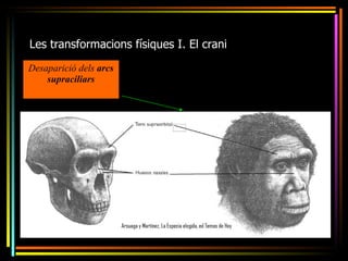 Les transformacions físiques I. El crani
Desaparició dels arcs
    supraciliars
 