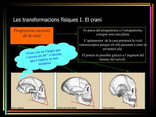 Les transformacions físiques I. El crani
Progressiva recessió                  Es passa del prognatisme a l’ortognatisme,
    de la cara                                 conegut com cara plana.
                                       L’aplanament de la cara permetrà la visió
                                   estereoscòpica perquè els ulls passaran a estar en
                                                    un mateix pla.
                          le que
      Fixeu -vos en l’àng sura
                   90 º a me         El procés és possible gràcies a l’augment del
      s’acosta als      és més
         que l’espècie                            tamany del cervell.
               moderna
 