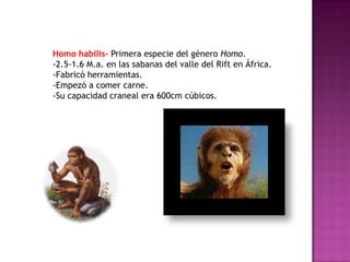 Homo habilis- Primera especie del género Homo.-2.5-1.6 M.a. en las sabanas del valle del Rift en África.-Fabricó herramientas.-Empezó a comer carne.-Su capacidad craneal era 600cm cúbicos.