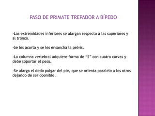 PASO DE PRIMATE TREPADOR A BÍPEDO-Las extremidades inferiores se alargan respecto a las superiores y al tronco.-Se les acorta y se les ensancha la pelvis.-La columna vertebral adquiere forma de “S” con cuatro curvas y debe soportar el peso.-Se alarga el dedo pulgar del pie, que se orienta paralelo a los otros dejando de ser oponible.