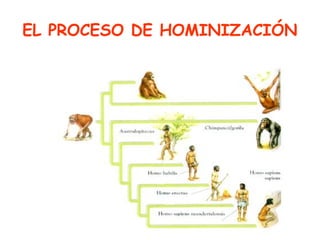 EL PROCESO DE HOMINIZACIÓN
 