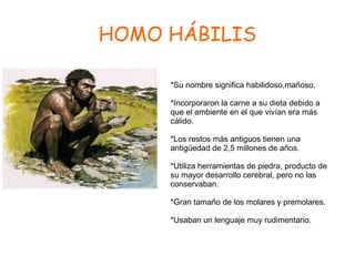 HOMO HÁBILIS
*Su nombre significa habilidoso,mañoso.
*Incorporaron la carne a su dieta debido a
que el ambiente en el que vivían era más
cálido.
*Los restos más antiguos tienen una
antigüedad de 2,5 millones de años.
*Utiliza herramientas de piedra, producto de
su mayor desarrollo cerebral, pero no las
conservaban.
*Gran tamaño de los molares y premolares.
*Usaban un lenguaje muy rudimentario.
 