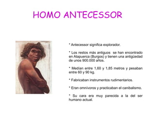 HOMO ANTECESSOR
* Antecessor significa explorador.
* Los restos más antiguos se han encontrado
en Atapuerca (Burgos) y tienen una antigüedad
de unos 900.000 años.
* Medían entre 1,60 y 1,85 metros y pesaban
entre 60 y 90 kg.
* Fabricaban instrumentos rudimentarios.
* Eran omnívoros y practicaban el canibalismo.
* Su cara era muy parecida a la del ser
humano actual.
 