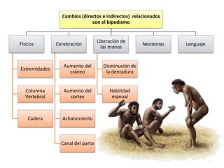 Cambios (directos e indirectos) relacionados
con el bipedismo
Físicos
Extremidades
Columna
Vertebral
Cadera
Cerebración
Aumento del
cráneo
Aumento del
cortex
Achatamiento
Canal del parto
Liberación de
las manos
Disminución de
la dentadura
Habilidad
manual
Neotenias Lenguaje
 