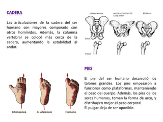 Las articulaciones de la cadera del ser
humano son mayores comparado con
otros homínidos. Además, la columna
vertebral se colocó más cerca de la
cadera, aumentando la estabilidad al
andar.
El pie del ser humano desarrolló los
talones grandes. Los pies empezaron a
funcionar como plataformas, manteniendo
el peso del cuerpo. Además, los pies de los
seres humanos, toman la forma de arco, y
distribuyen mejor el peso corporal.
El pulgar deja de ser oponible.
 