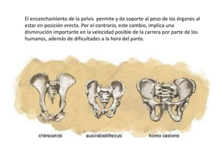 El ensanchamiento de la pelvis permite y da soporte al peso de los órganos al
estar en posición erecta. Por el contrario, este cambio, implica una
disminución importante en la velocidad posible de la carrera por parte de los
humanos, además de dificultades a la hora del parto.
 