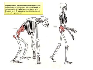 Comparación del esqueleto de gorila y humano: Fijarse
en las diferencias en cuanto a la posición del cráneo, el
tamaño relativo del cuello, la longitud relativa de los
brazos, la forma de la pelvis y en cuanto a la postura, la
forma de la espina dorsal.
 
