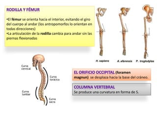 •El fémur se orienta hacia el interior, evitando el giro
del cuerpo al andar (los antropomorfos lo orientan en
todas direcciones)
•La articulación de la rodilla cambia para andar sin las
piernas flexionadas
Se produce una curvatura en forma de S.
(foramen
magnun) se desplaza hacia la base del cráneo.
 