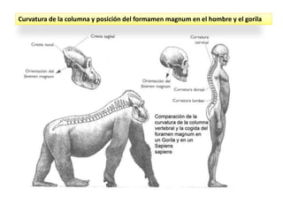 Curvatura de la columna y posición del formamen magnum en el hombre y el gorila
 