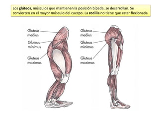 Los glúteos, músculos que mantienen la posición bípeda, se desarrollan. Se
convierten en el mayor músculo del cuerpo. La rodilla no tiene que estar flexionada
 