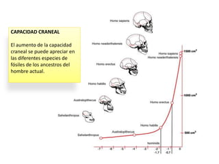 CAPACIDAD CRANEAL
El aumento de la capacidad
craneal se puede apreciar en
las diferentes especies de
fósiles de los ancestros del
hombre actual.
 