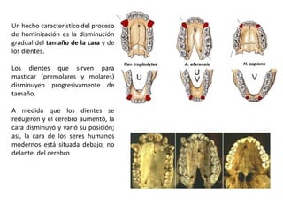Un hecho característico del proceso
de hominización es la disminución
gradual del tamaño de la cara y de
los dientes.
Los dientes que sirven para
masticar (premolares y molares)
disminuyen progresivamente de
tamaño.
A medida que los dientes se
redujeron y el cerebro aumentó, la
cara disminuyó y varió su posición;
así, la cara de los seres humanos
modernos está situada debajo, no
delante, del cerebro
 