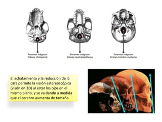 El achatamiento y la reducción de la
cara permite la visión estereoscópica
(visón en 3D) al estar los ojos en el
mismo plano, y se va dando a medida
que el cerebro aumenta de tamaño.
 
