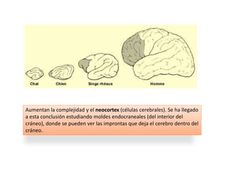 Aumentan la complejidad y el neocortex (células cerebrales). Se ha llegado
a esta conclusión estudiando moldes endocraneales (del interior del
cráneo), donde se pueden ver las improntas que deja el cerebro dentro del
cráneo.
 