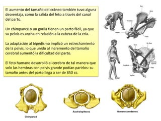 El aumento del tamaño del cráneo también tuvo alguna
desventaja, como la salida del feto a través del canal
del parto.
Un chimpancé o un gorila tienen un parto fácil, ya que
su pelvis es ancha en relación a la cabeza de la cría.
La adaptación al bipedismo implicó un estrechamiento
de la pelvis, lo que unido al incremento del tamaño
cerebral aumentó la dificultad del parto.
El feto humano desarrolló el cerebro de tal manera que
solo las hembras con pelvis grande podían parirlos: su
tamaño antes del parto llega a ser de 850 cc.
 