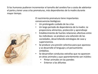 Si los humanos pudieron incrementar el tamaño del cerebro fue a costa de adelantar
el parto y tener unas crías prematuras, más dependientes de la madre durante
mayor tiempo.
El nacimiento prematuro tiene importantes
consecuencias biológicas:
• Un prolongado cuidado de las crías
• Un largo periodo de dependencia de la madre. Le
proporciona alimentos, protección y aprendizaje
• Establecimiento de fuertes relaciones afectivas entre
los individuos: se produce una cohesión de las
sociedades, desarrollando estrategias de caza y
supervivencia.
• Se produce una presión selectiva para que aparezca
y se desarrolle el lenguaje y el pensamiento
simbólico.
• Se desarrollan conductas extrañas que no aparecen
en otros animales y que aparentemente son inútiles:
• Pintar animales en las paredes
• Enterrar a los difuntos
 