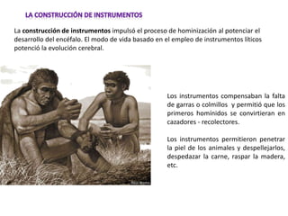 La construcción de instrumentos impulsó el proceso de hominización al potenciar el
desarrollo del encéfalo. El modo de vida basado en el empleo de instrumentos líticos
potenció la evolución cerebral.
Los instrumentos compensaban la falta
de garras o colmillos y permitió que los
primeros homínidos se convirtieran en
cazadores - recolectores.
Los instrumentos permitieron penetrar
la piel de los animales y despellejarlos,
despedazar la carne, raspar la madera,
etc.
 