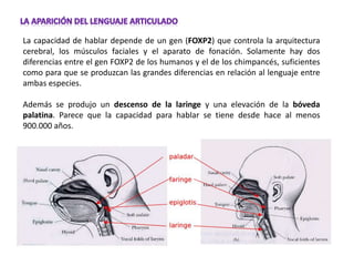 La capacidad de hablar depende de un gen (FOXP2) que controla la arquitectura
cerebral, los músculos faciales y el aparato de fonación. Solamente hay dos
diferencias entre el gen FOXP2 de los humanos y el de los chimpancés, suficientes
como para que se produzcan las grandes diferencias en relación al lenguaje entre
ambas especies.
Además se produjo un descenso de la laringe y una elevación de la bóveda
palatina. Parece que la capacidad para hablar se tiene desde hace al menos
900.000 años.
 