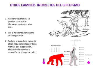 1. Al liberar las manos: se
pueden transportar
alimentos, objetos o a las
crías
2. Ver el horizonte por encima
de la vegetación
3. Reducir la superficie expuesta
al sol, reduciendo las pérdidas
hídricas por evaporación.
Efecto similar tendría la
reducción de la capa de pelo.
 