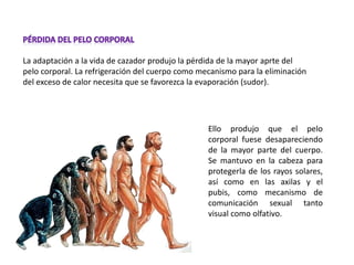La adaptación a la vida de cazador produjo la pérdida de la mayor aprte del
pelo corporal. La refrigeración del cuerpo como mecanismo para la eliminación
del exceso de calor necesita que se favorezca la evaporación (sudor).
Ello produjo que el pelo
corporal fuese desapareciendo
de la mayor parte del cuerpo.
Se mantuvo en la cabeza para
protegerla de los rayos solares,
así como en las axilas y el
pubis, como mecanismo de
comunicación sexual tanto
visual como olfativo.
 