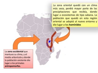 La zona oriental quedó con un clima
más seco, perdió mayor parte de las
precipitaciones que recibía, dando
lugar a ecosistemas de tipo sabana. La
población que quedó en esta región
oriental se adaptó al nuevo entorno y
dio lugar a los homínidos
La zona occidental que
mantuvo su clima, y el
medio arborícola y donde
la población existente dio
lugar a los primates
antropomorfos.
 