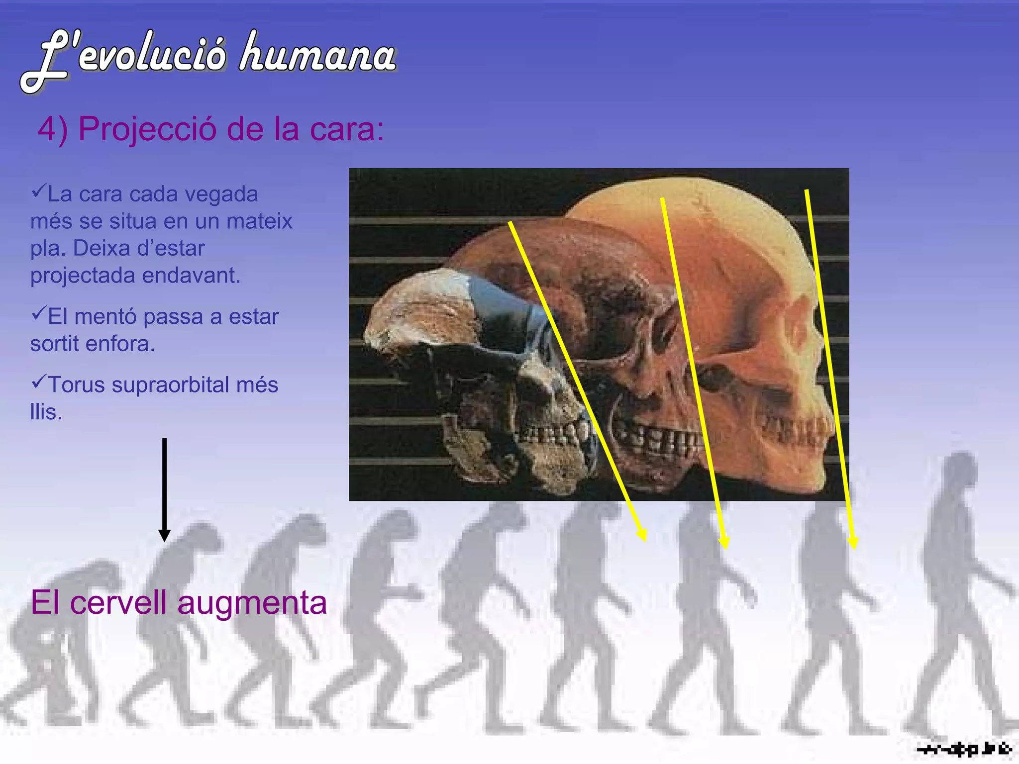 L'evolució humana 4) Projecció de la cara: La cara cada vegada més se situa en un mateix pla. Deixa d’estar projectada endavant. El mentó passa a estar sortit enfora. Torus supraorbital més llis. El cervell augmenta 