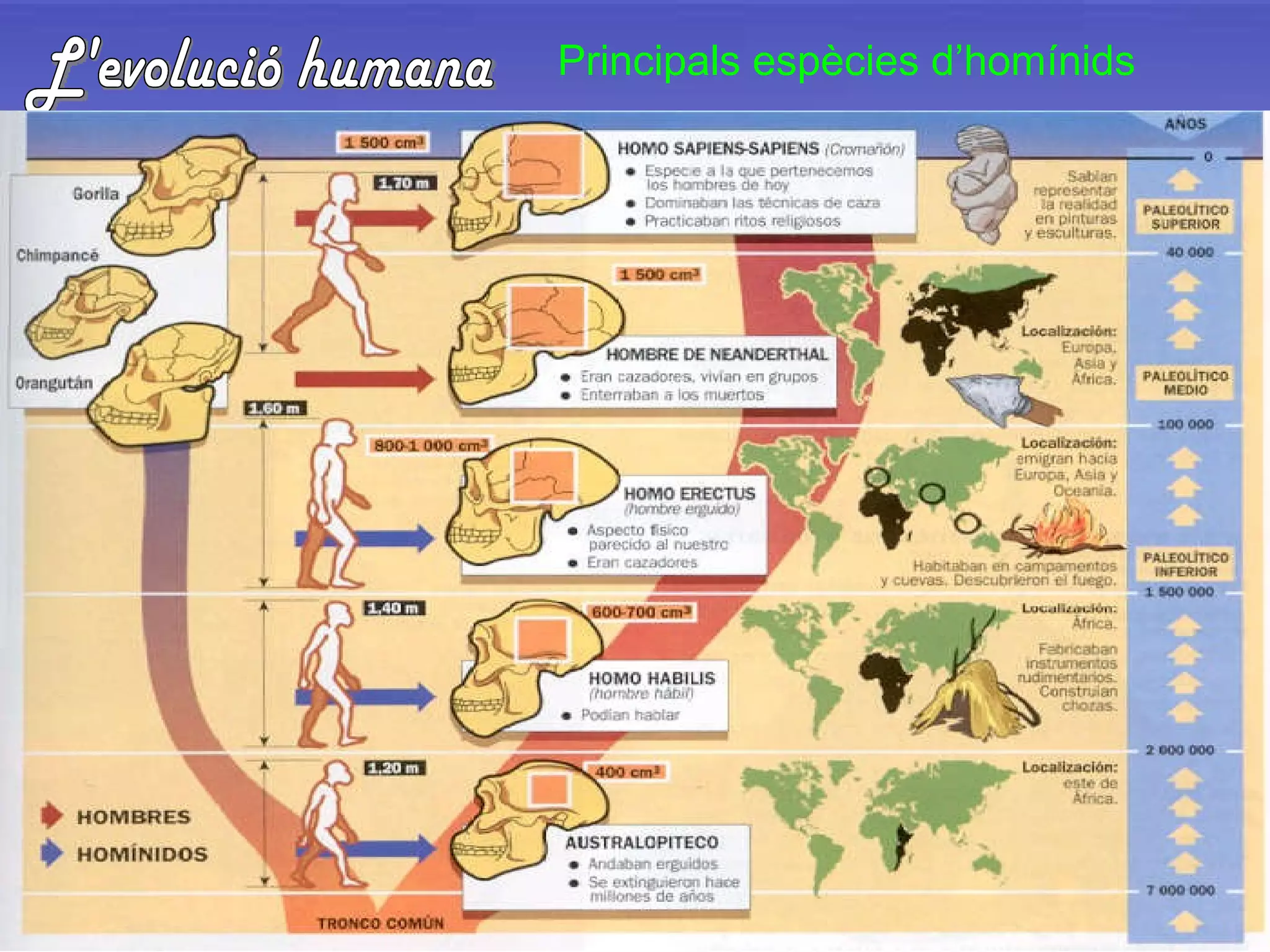 L'evolució humana Principals espècies d’homínids 