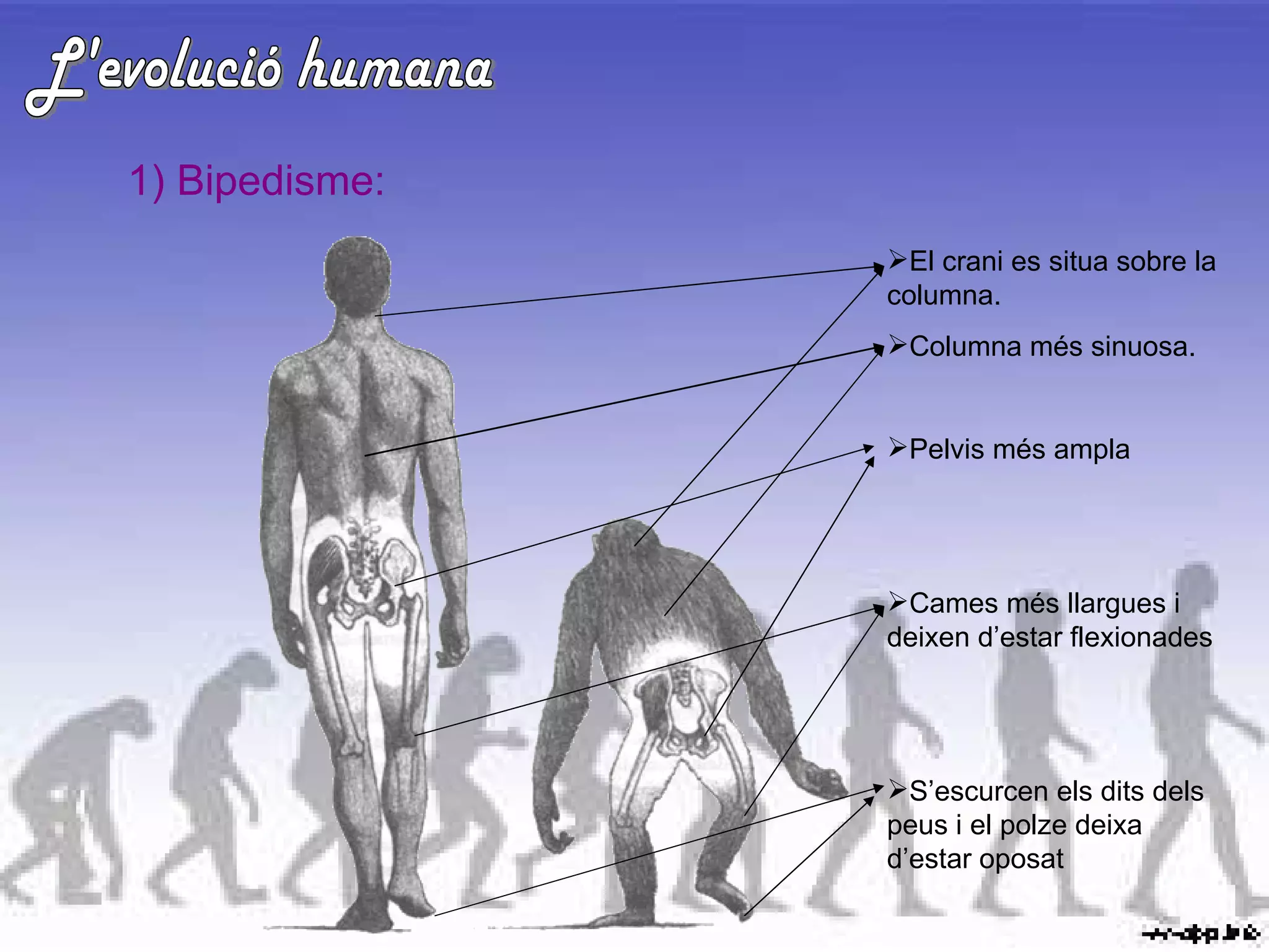 L'evolució humana 1) Bipedisme: El crani es situa sobre la columna. Columna més sinuosa. Pelvis més ampla Cames més llargues i deixen d’estar flexionades S’escurcen els dits dels peus i el polze deixa d’estar oposat 