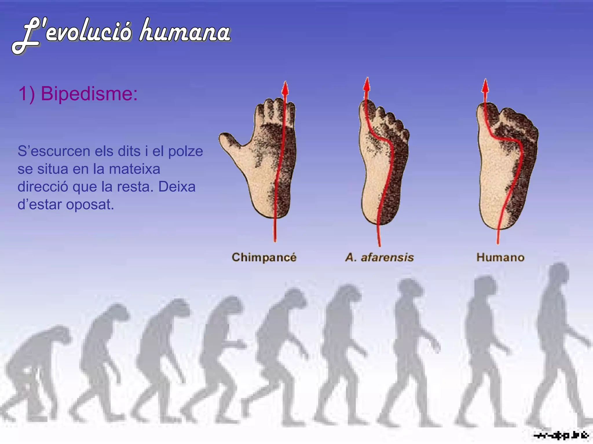 L'evolució humana 1) Bipedisme: S’escurcen els dits i el polze se situa en la mateixa direcció que la resta. Deixa d’estar oposat. 