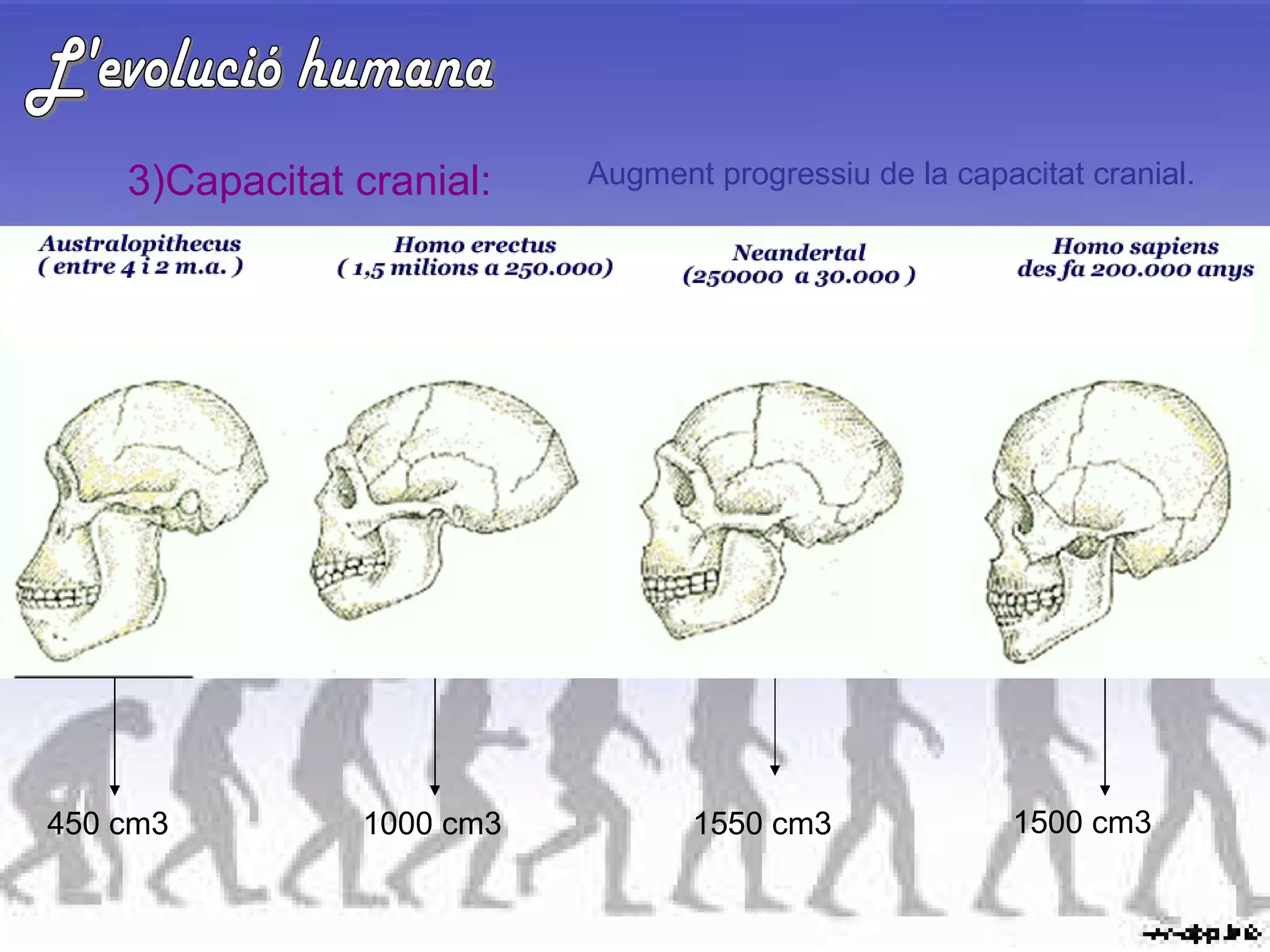 L'evolució humana 3)Capacitat cranial: Augment progressiu de la capacitat cranial. 450 cm3 1000 cm3 1550 cm3 1500 cm3 