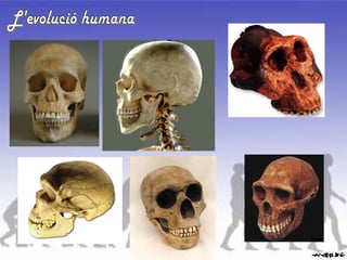 L'evolució humana 