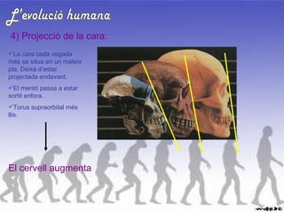 L'evolució humana 4) Projecció de la cara: La cara cada vegada més se situa en un mateix pla. Deixa d’estar projectada endavant. El mentó passa a estar sortit enfora. Torus supraorbital més llis. El cervell augmenta 