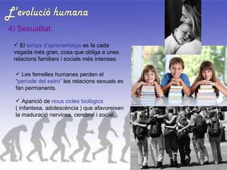 L'evolució humana 4) Sexualitat: El  temps d’aprenentatge  es fa cada vegada més gran, cosa que obliga a unes relacions familiars i socials més intenses.  Les femelles humanes perden el “ període del estro”  les relacions sexuals es fan permanents. Aparició de  nous cicles biològics  ( infantesa, adolescència ) que afavoreixen la maduració nerviosa, cerebral i social. 