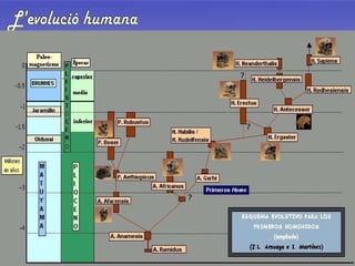 L'evolució humana 