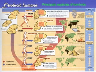 L'evolució humana Principals espècies d’homínids 