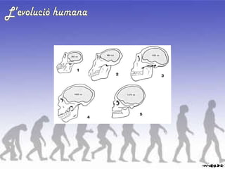 L'evolució humana 