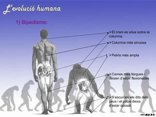 L'evolució humana 1) Bipedisme: El crani es situa sobre la columna. Columna més sinuosa. Pelvis més ampla Cames més llargues i deixen d’estar flexionades S’escurcen els dits dels peus i el polze deixa d’estar oposat 