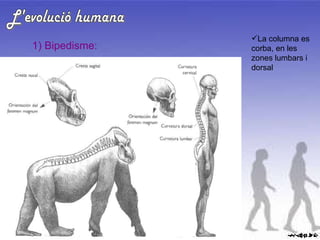 L'evolució humana 1) Bipedisme: La columna es corba, en les zones lumbars i dorsal 