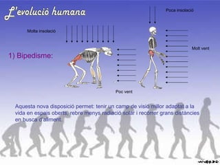 L'evolució humana Poc vent Molt vent Poca insolació Molta insolació Aquesta nova disposició permet: tenir un camp de visió millor adaptat a la vida en espais oberts, rebre menys radiació solar i recórrer grans distàncies en busca d’aliment. 1) Bipedisme: 